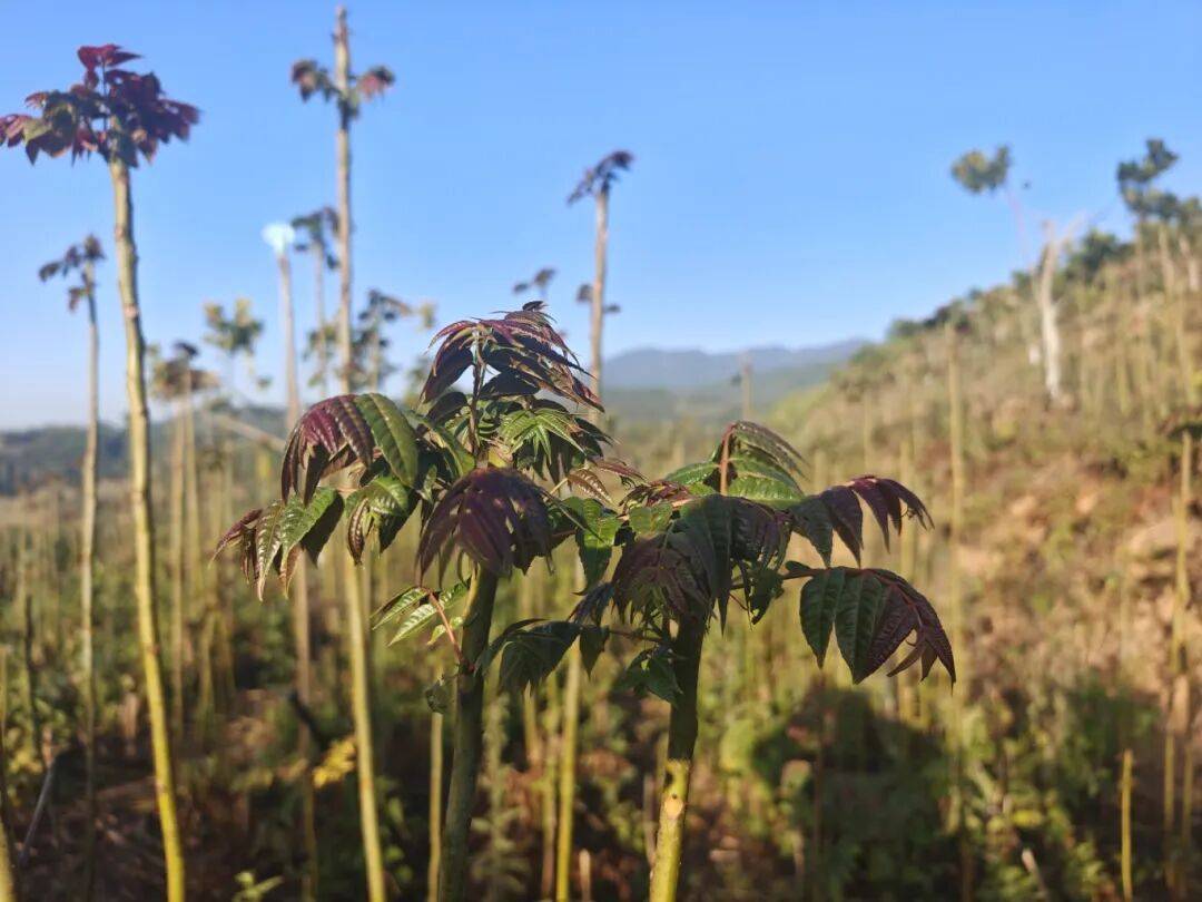 【城子山货】香椿：来自春天的呼唤