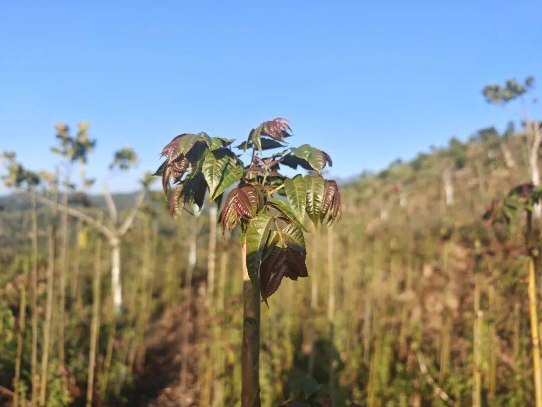 【城子山货】香椿：来自春天的呼唤